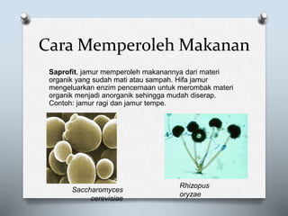 Cara Memperoleh Makanan
Saprofit, jamur memperoleh makanannya dari materi
organik yang sudah mati atau sampah. Hifa jamur
mengeluarkan enzim pencernaan untuk merombak materi
organik menjadi anorganik sehingga mudah diserap.
Contoh: jamur ragi dan jamur tempe.
Saccharomyces
cerevisiae
Rhizopus
oryzae
 