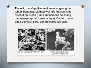 Parasit, mendapatkan makanan langsung dari
tubuh inangnya. Mempunyai hifa khusus yang
disebut haustoria (untuk menembus sel inang
dan menyerap zat makanannya). Contoh: jamur
pada penyakit panu dan penyakit kaki atlet.
 
