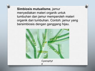 Simbiosis mutualisme, jamur
menyediakan materi organik untuk
tumbuhan dan jamur memperoleh materi
organik dari tumbuhan. Contoh: jamur yang
bersimbiosis dengan ganggang hijau.
Cyanophyt
a
 