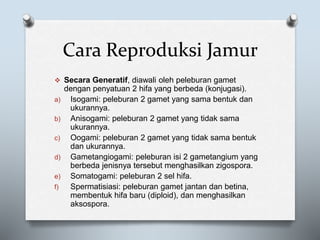 Cara Reproduksi Jamur
 Secara Generatif, diawali oleh peleburan gamet
dengan penyatuan 2 hifa yang berbeda (konjugasi).
a) Isogami: peleburan 2 gamet yang sama bentuk dan
ukurannya.
b) Anisogami: peleburan 2 gamet yang tidak sama
ukurannya.
c) Oogami: peleburan 2 gamet yang tidak sama bentuk
dan ukurannya.
d) Gametangiogami: peleburan isi 2 gametangium yang
berbeda jenisnya tersebut menghasilkan zigospora.
e) Somatogami: peleburan 2 sel hifa.
f) Spermatisiasi: peleburan gamet jantan dan betina,
membentuk hifa baru (diploid), dan menghasilkan
aksospora.
 