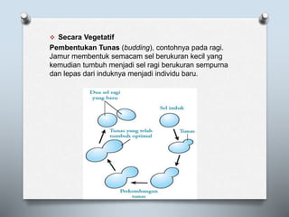  Secara Vegetatif
Pembentukan Tunas (budding), contohnya pada ragi.
Jamur membentuk semacam sel berukuran kecil yang
kemudian tumbuh menjadi sel ragi berukuran sempurna
dan lepas dari induknya menjadi individu baru.
 