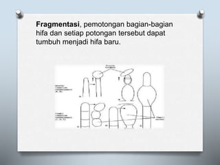 Fragmentasi, pemotongan bagian-bagian
hifa dan setiap potongan tersebut dapat
tumbuh menjadi hifa baru.
 