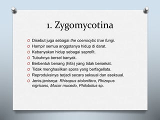 1. Zygomycotina
O Disebut juga sebagai the coenocytic true fungi.
O Hampir semua anggotanya hidup di darat.
O Kebanyakan hidup sebagai saprofit.
O Tubuhnya bersel banyak.
O Berbentuk benang (hifa) yang tidak bersekat.
O Tidak menghasilkan spora yang berfagellata.
O Reproduksinya terjadi secara seksual dan aseksual.
O Jenis-jenisnya: Rhisopus stolonifera, Rhizopus
nigricans, Mucor mucedo, Philobolus sp.
 