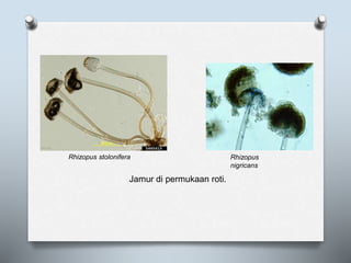Rhizopus stolonifera Rhizopus
nigricans
Jamur di permukaan roti.
 