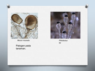 Mucor mucedo Philobolus
sp
Patogen pada
tanaman.
 