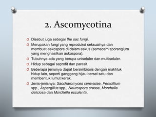 2. Ascomycotina
O Disebut juga sebagai the sac fungi.
O Merupakan fungi yang reproduksi seksualnya dan
membuat askospora di dalam askus (semacam sporangium
yang menghasilkan askospora).
O Tubuhnya ada yang berupa uniseluler dan multiseluler.
O Hidup sebagai saprofit dan parasit.
O Beberapa jenisnya dapat bersimbiosis dengan makhluk
hidup lain, seperti ganggang hijau bersel satu dan
membentuk lumut kerak.
O Jenis-jenisnya: Saccharomyces cerevisiae, Penicillium
spp., Aspergillus spp., Neurospora crassa, Morchella
deliciosa dan Morchella esculenta.
 