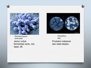 Saccharomyces
cerevisiae
Penicillium
spp.
Jamur untuk
fermentasi wine, roti,
tapai, dll.
Produksi makanan
dan obat-obatan.
 
