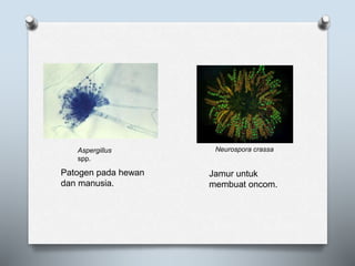 Aspergillus
spp.
Neurospora crassa
Patogen pada hewan
dan manusia.
Jamur untuk
membuat oncom.
 