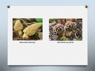 Morchella deliciosa Morchella esculenta
 