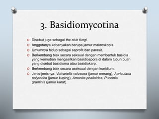 3. Basidiomycotina
O Disebut juga sebagai the club fungi.
O Anggotanya kebanyakan berupa jamur makroskopis.
O Umumnya hidup sebagai saprofit dan parasit.
O Berkembang biak secara seksual dengan membentuk basidia
yang kemudian mengasilkan basidiospora di dalam tubuh buah
yang disebut basidioma atau basidiokarp.
O Berkembang biak secara aseksual dengan konidium.
O Jenis-jenisnya: Volvariella volvacea (jamur merang), Auricularia
polythrica (jamur kuping), Amanita phalloides, Puccinia
graminis (jamur karat).
 