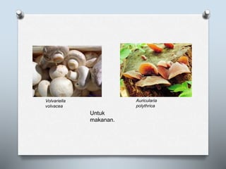 Auricularia
polythrica
Volvariella
volvacea
Untuk
makanan.
 