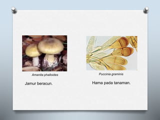 Amanita phalloides Puccinia graminis
Hama pada tanaman.Jamur beracun.
 