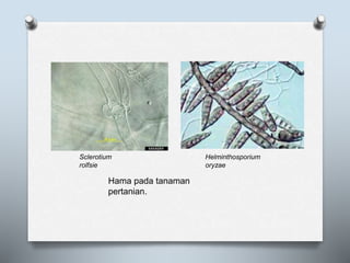 Sclerotium
rolfsie
Helminthosporium
oryzae
Hama pada tanaman
pertanian.
 