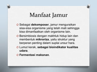 Manfaat Jamur
O Sebagai dekomposer, jamur menguraikan
sisa-sisa organisme yang telah mati sehingga
bisa dimanfaatkan oleh organisme lain.
O Bersimbiosis dengan makhluk hidup lain dan
membentuk mikroriza, yaitu struktur yang
berperan penting dalam suplai unsur hara.
O Lumut kerak, sebagai bioindikator kualitas
udara.
O Fermentasi makanan.
 