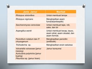 Jenis Jamur Manfaat
Rhizopus stolonifera Untuk membuat tempe
Rhizopus nigricans Menghasilkan asam
fumarat(antiseptik)
Saccharomyces cerevisiae Untuk membuat tape, roti,
sake, dan bir
Aspergillus wentii Untuk membuat kecap, tauco,
asam sitrat, asam oksalat, dan
asam formiat.
Penicillium notatum dan P.
chrysogenum
Menghasilkan penicillin
(antibiotik)
Trichoderma sp. Menghasilkan enzin selulosa
Volvariella volvaceae (jamur
merang)
Auricularia polytricha (jamur
kuping)
Pleurotus sp. (jamur tiram)
Jamur konsumsi
 