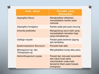 Jenis Jamur Penyakit yang
Ditimbulkan
Aspergillus flavus Menghasilkan aflatoksin,
menyebabkan kanker pada
manusia
Aspergillus fumigatus Kanker pada paru-paru burung
Amanita phalloides Mengandung racun balin yang
menyebabkan kematian bagi
yang memakannya
Ustilago maydis Parasit pada tanaman jagung
dan tembakau
Epidermophytonn floocosum Penyakit kaki atlet
Microsporum sp. dan
Trichophyton sp.
Menyebabkan kurap atau panu.
Helminthosporium oryzae Parasit dan merusak kecambah
dan tubuh buah serta
menimbulkan noda-noda
berwarna hitam pada hospes
(inangnya).
 