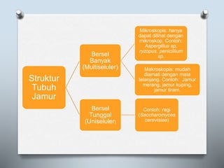 Struktur
Tubuh
Jamur
Bersel
Banyak
(Multiseluler)
Mikroskopis: hanya
dapat dilihat dengan
mikroskop. Contoh:
Aspergillus sp,
ryzopus, penicillium
sp.
Makroskopis: mudah
diamati dengan mata
telanjang. Contoh: Jamur
merang, jamur kuping,
jamur tiram.
Bersel
Tunggal
(Uniseluler)
Contoh: ragi
(Saccharomyces
cerevisiae)
 
