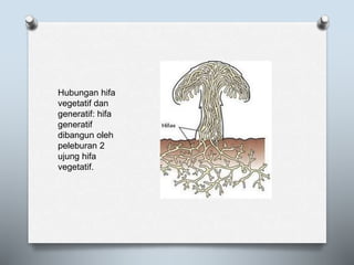 Hubungan hifa
vegetatif dan
generatif: hifa
generatif
dibangun oleh
peleburan 2
ujung hifa
vegetatif.
 
