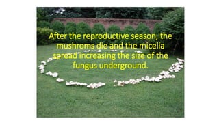 After the reproductive season, the
mushroms die and the micelia
spread increasing the size of the
fungus underground.
 