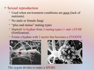 ► Sexual reproduction
 Used when environment conditions are poor (lack of
nutrients)
 No male or female fungi
 “plus and minus” mating types
 Haploid 1n hyphae from 2 mating types (+ and -) FUSE
(Fertilization)
 Forms a hyphae with 2 nuclei that becomes a ZYGOTE
++ --
The zygote divides to make a SPORE
 