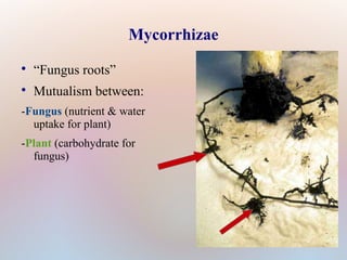 Mycorrhizae

“Fungus roots”

Mutualism between:
-Fungus (nutrient & water
uptake for plant)
-Plant (carbohydrate for
fungus)
 
