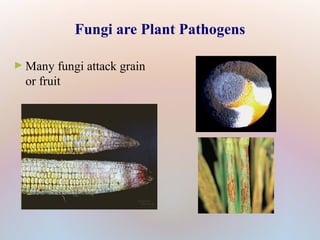 Fungi are Plant Pathogens
► Many fungi attack grain
or fruit
 