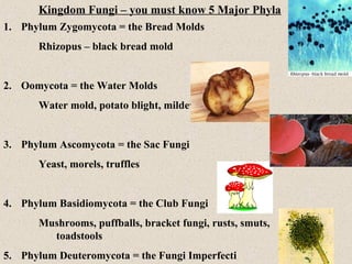 Fungi