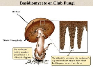 Fungi