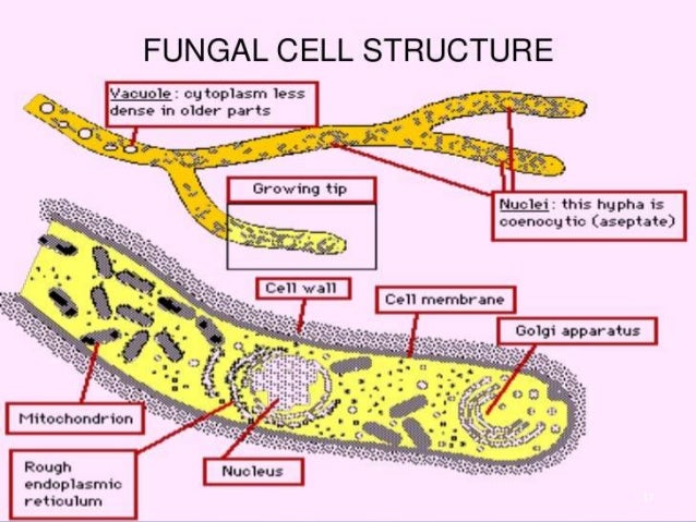 Fungi