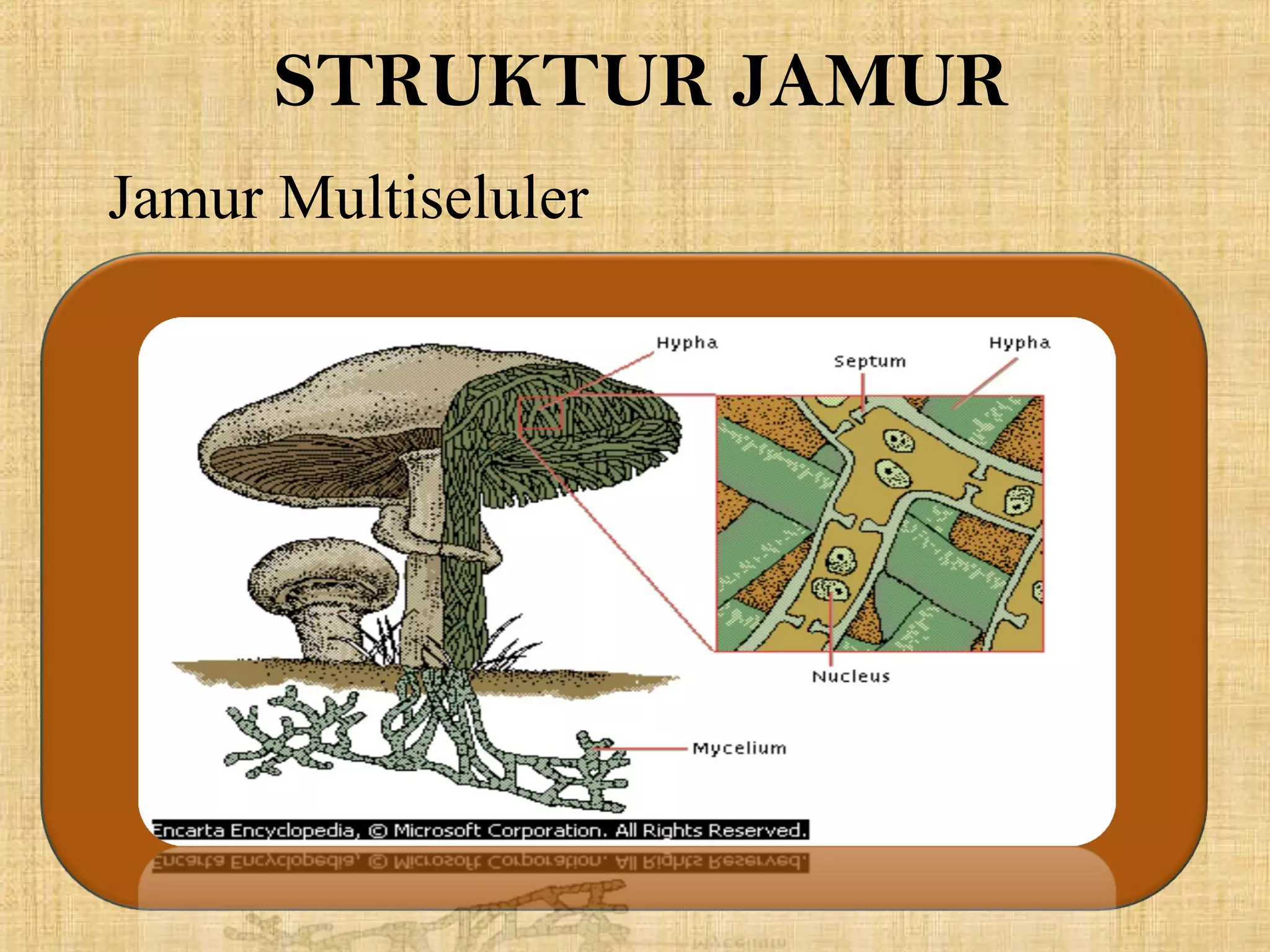 Jamur Multiseluler Fungi kelas 10 sma | PPT