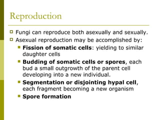 Fungi-Molds and Yeasts | PPT