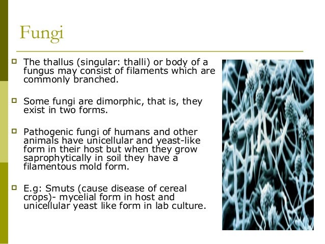 fungi molds and yeasts mycelial form