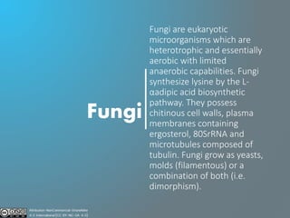 Fungi
Fungi are eukaryotic
microorganisms which are
heterotrophic and essentially
aerobic with limited
anaerobic capabilities. Fungi
synthesize lysine by the L-
αadipic acid biosynthetic
pathway. They possess
chitinous cell walls, plasma
membranes containing
ergosterol, 80SrRNA and
microtubules composed of
tubulin. Fungi grow as yeasts,
molds (filamentous) or a
combination of both (i.e.
dimorphism).
 