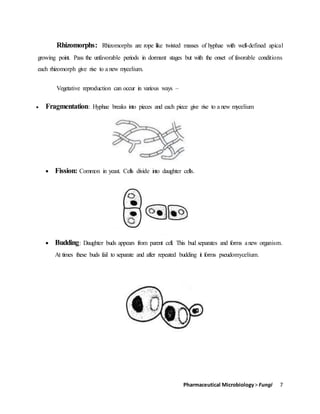 Pharmaceutical Microbiology> Fungi 7
Rhizomorphs: Rhizomorphs are rope like twisted masses of hyphae with well-defined apical
growing point. Pass the unfavorable periods in dormant stages but with the onset of favorable conditions
each rhizomorph give rise to a new mycelium.
Vegetative reproduction can occur in various ways –
 Fragmentation: Hyphae breaks into pieces and each piece give rise to a new mycelium
 Fission: Common in yeast. Cells divide into daughter cells.
 Budding: Daughter buds appears from parent cell. This bud separates and forms anew organism.
At times these buds fail to separate and after repeated budding it forms pseudomycelium.
 