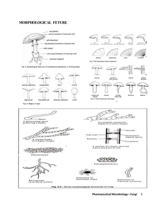 Pharmaceutical Microbiology> Fungi 9
MORPHOLOGICAL FETURE
 