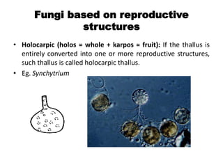Fungi based on reproductive
structures
• Holocarpic (holos = whole + karpos = fruit): If the thallus is
entirely converted into one or more reproductive structures,
such thallus is called holocarpic thallus.
• Eg. Synchytrium
 