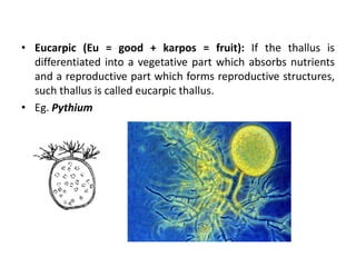 • Eucarpic (Eu = good + karpos = fruit): If the thallus is
differentiated into a vegetative part which absorbs nutrients
and a reproductive part which forms reproductive structures,
such thallus is called eucarpic thallus.
• Eg. Pythium
 