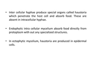 • Inter cellular hyphae produce special organs called haustoria
which penetrate the host cell and absorb food. These are
absent in intracellular hyphae.
• Endophytic intra cellular mycelium absorb food directly from
protoplasm with out any specialized structures.
• In ectophytic mycelium, haustoria are produced in epidermal
cells.
 