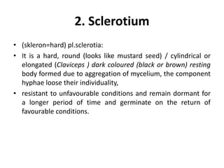 2. Sclerotium
• (skleron=hard) pl.sclerotia:
• It is a hard, round (looks like mustard seed) / cylindrical or
elongated (Claviceps ) dark coloured (black or brown) resting
body formed due to aggregation of mycelium, the component
hyphae loose their individuality,
• resistant to unfavourable conditions and remain dormant for
a longer period of time and germinate on the return of
favourable conditions.
 