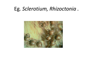 Eg. Sclerotium, Rhizoctonia .
 