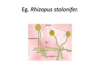 Eg. Rhizopus stolonifer.
 