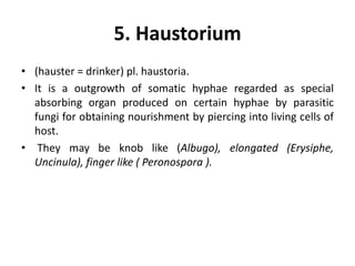 5. Haustorium
• (hauster = drinker) pl. haustoria.
• It is a outgrowth of somatic hyphae regarded as special
absorbing organ produced on certain hyphae by parasitic
fungi for obtaining nourishment by piercing into living cells of
host.
• They may be knob like (Albugo), elongated (Erysiphe,
Uncinula), finger like ( Peronospora ).
 