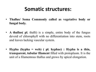 Somatic structures:
• Thallus/ Soma Commonly called as vegetative body or
fungal body.
• A thallus( pl. thalli) is a simple, entire body of the fungus
devoid of chlorophyll with no differentiation into stem, roots
and leaves lacking vascular system.
• Hypha (hypha = web) ( pl. hyphae) : Hypha is a thin,
transparent, tubular filament filled with protoplasm. It is the
unit of a filamentous thallus and grows by apical elongation.
 