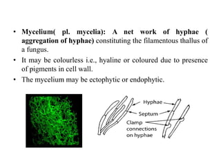 • Mycelium( pl. mycelia): A net work of hyphae (
aggregation of hyphae) constituting the filamentous thallus of
a fungus.
• It may be colourless i.e., hyaline or coloured due to presence
of pigments in cell wall.
• The mycelium may be ectophytic or endophytic.
 