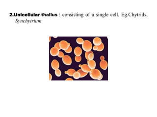 2.Unicellular thallus : consisting of a single cell. Eg.Chytrids,
Synchytrium
 