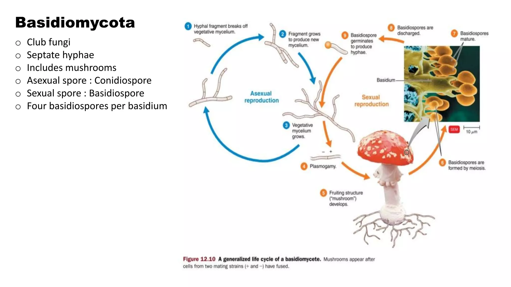 Basidiomycota
o Club fungi
o Septate hyphae
o Includes mushrooms
o Asexual spore : Conidiospore
o Sexual spore : Basidiospore
o Four basidiospores per basidium
 