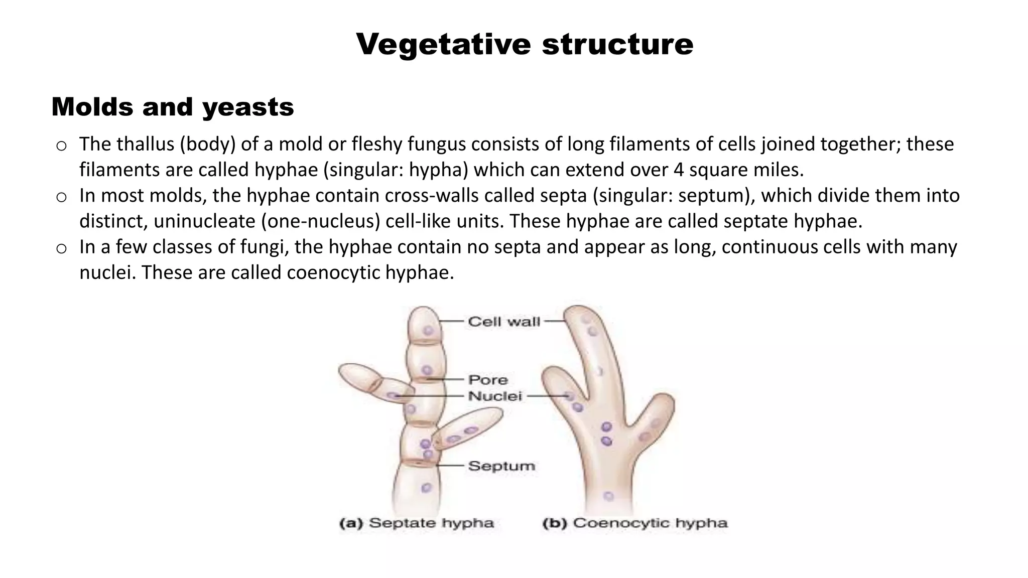 Vegetative structure
Molds and yeasts
o The thallus (body) of a mold or fleshy fungus consists of long filaments of cells joined together; these
filaments are called hyphae (singular: hypha) which can extend over 4 square miles.
o In most molds, the hyphae contain cross-walls called septa (singular: septum), which divide them into
distinct, uninucleate (one-nucleus) cell-like units. These hyphae are called septate hyphae.
o In a few classes of fungi, the hyphae contain no septa and appear as long, continuous cells with many
nuclei. These are called coenocytic hyphae.
 