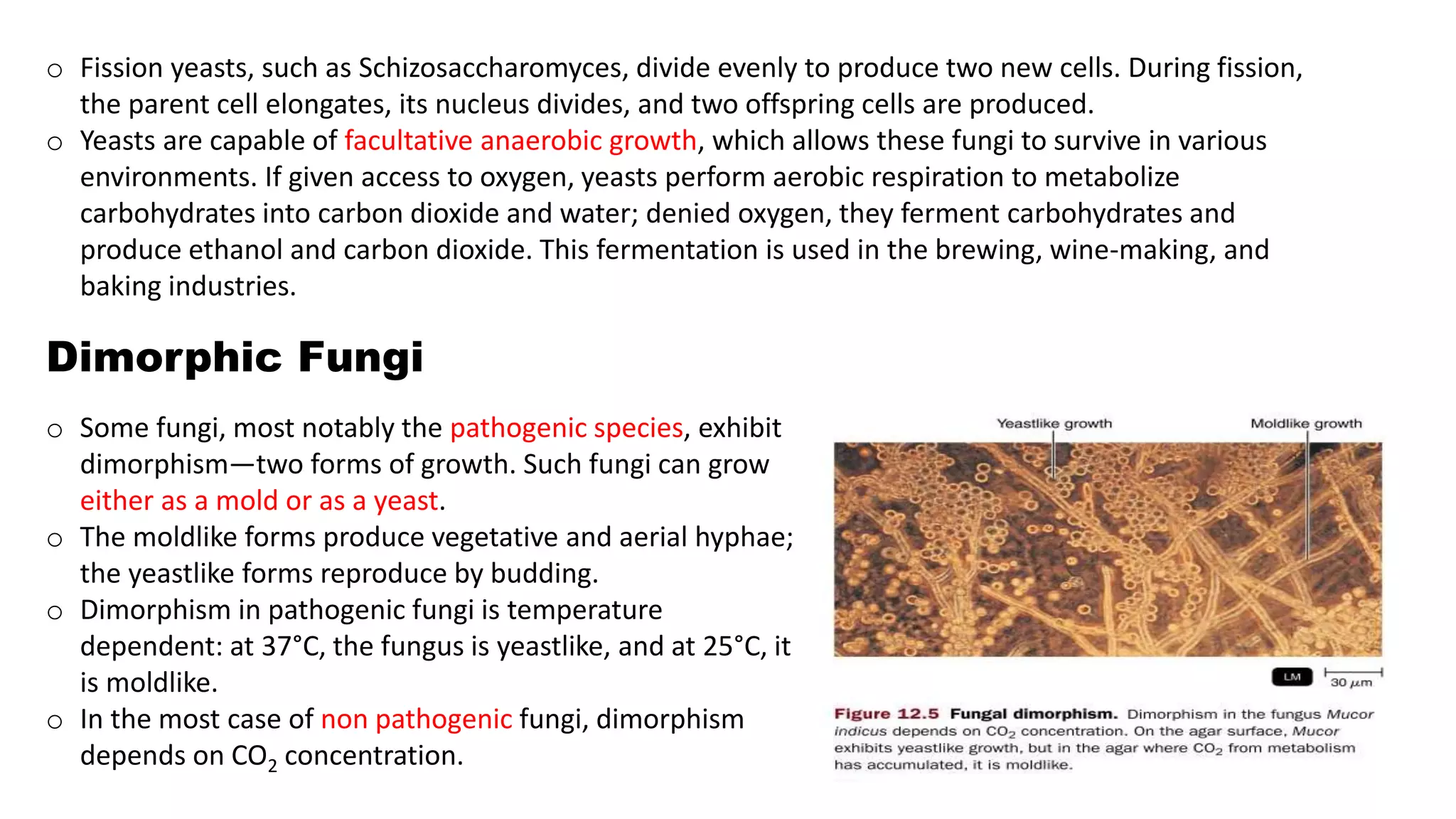 o Fission yeasts, such as Schizosaccharomyces, divide evenly to produce two new cells. During fission,
the parent cell elongates, its nucleus divides, and two offspring cells are produced.
o Yeasts are capable of facultative anaerobic growth, which allows these fungi to survive in various
environments. If given access to oxygen, yeasts perform aerobic respiration to metabolize
carbohydrates into carbon dioxide and water; denied oxygen, they ferment carbohydrates and
produce ethanol and carbon dioxide. This fermentation is used in the brewing, wine-making, and
baking industries.
Dimorphic Fungi
o Some fungi, most notably the pathogenic species, exhibit
dimorphism—two forms of growth. Such fungi can grow
either as a mold or as a yeast.
o The moldlike forms produce vegetative and aerial hyphae;
the yeastlike forms reproduce by budding.
o Dimorphism in pathogenic fungi is temperature
dependent: at 37°C, the fungus is yeastlike, and at 25°C, it
is moldlike.
o In the most case of non pathogenic fungi, dimorphism
depends on CO2 concentration.
 