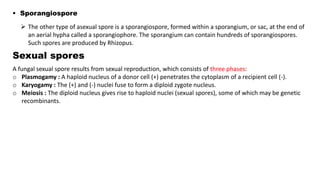  Sporangiospore
 The other type of asexual spore is a sporangiospore, formed within a sporangium, or sac, at the end of
an aerial hypha called a sporangiophore. The sporangium can contain hundreds of sporangiospores.
Such spores are produced by Rhizopus.
Sexual spores
A fungal sexual spore results from sexual reproduction, which consists of three phases:
o Plasmogamy : A haploid nucleus of a donor cell (+) penetrates the cytoplasm of a recipient cell (-).
o Karyogamy : The (+) and (-) nuclei fuse to form a diploid zygote nucleus.
o Meiosis : The diploid nucleus gives rise to haploid nuclei (sexual spores), some of which may be genetic
recombinants.
 