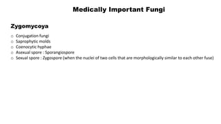 Medically Important Fungi
Zygomycoya
o Conjugation fungi
o Saprophytic molds
o Coenocytic hyphae
o Asexual spore : Sporangiospore
o Sexual spore : Zygospore (when the nuclei of two cells that are morphologically similar to each other fuse)
 